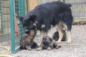 altdeutsche schaferhund 140