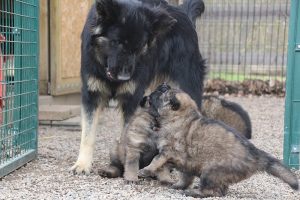 altdeutsche schaferhund 144
