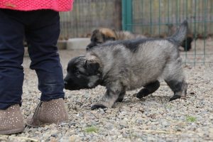 altdeutsche schaferhund 197