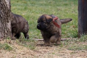 altdeutsche schaferhund 200