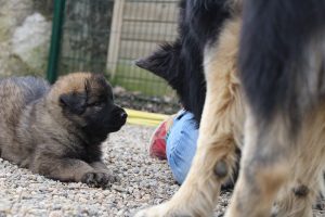 altdeutsche schaferhund 200