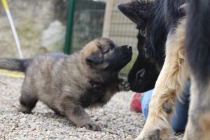 altdeutsche schaferhund 201