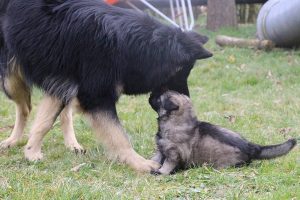 altdeutsche schaferhund 215