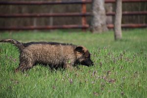 comme-chiens-et-loups 008