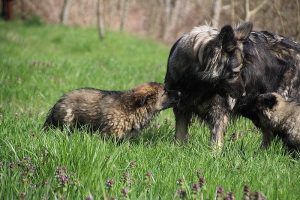 comme-chiens-et-loups 011