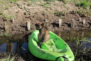 comme-chiens-et-loups 011