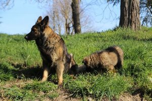 comme-chiens-et-loups 013