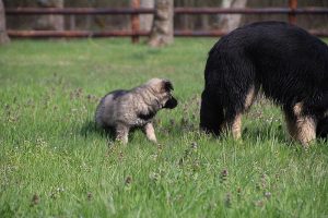 comme-chiens-et-loups 020