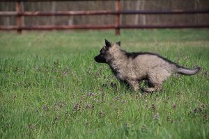 comme-chiens-et-loups 023