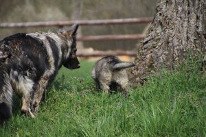 comme-chiens-et-loups 025