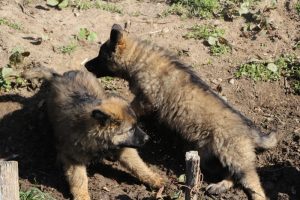 comme-chiens-et-loups 036