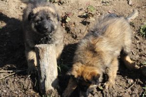 comme-chiens-et-loups 040