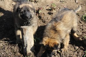 comme-chiens-et-loups 040