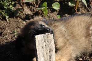 comme-chiens-et-loups 048