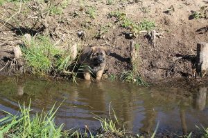 comme-chiens-et-loups 060