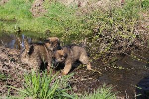 comme-chiens-et-loups 064