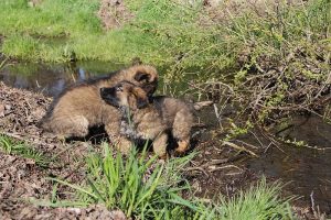 comme-chiens-et-loups 065