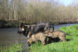 comme-chiens-et-loups 072