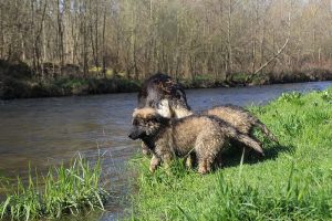 comme-chiens-et-loups 074