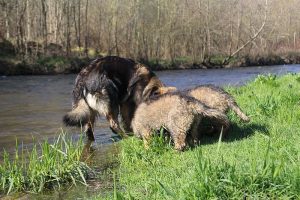 comme-chiens-et-loups 075