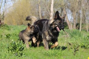 comme-chiens-et-loups 084