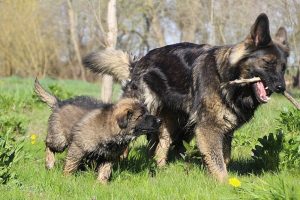 comme-chiens-et-loups 085