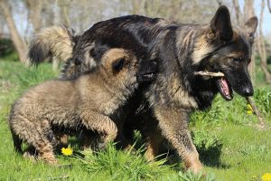 comme-chiens-et-loups 086