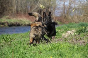 comme-chiens-et-loups 087