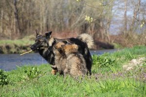 comme-chiens-et-loups 088