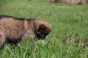 comme-chiens-et-loups 100