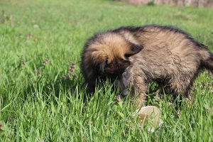 comme-chiens-et-loups 103