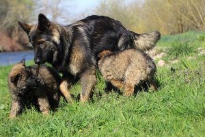 comme-chiens-et-loups 103