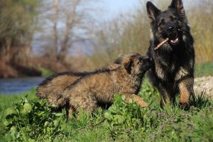 comme-chiens-et-loups 107