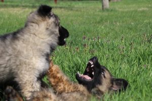 comme-chiens-et-loups 115