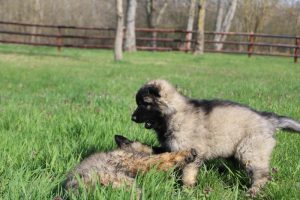 comme-chiens-et-loups 118