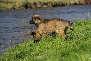 comme-chiens-et-loups 123