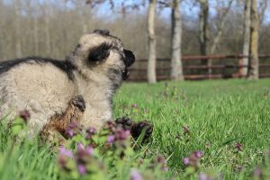 comme-chiens-et-loups 125
