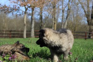 comme-chiens-et-loups 129