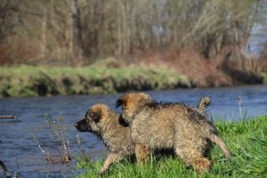 comme-chiens-et-loups 131