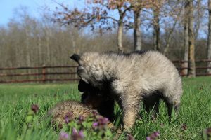 comme-chiens-et-loups 132