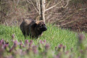 comme-chiens-et-loups 136