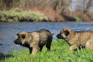 comme-chiens-et-loups 136