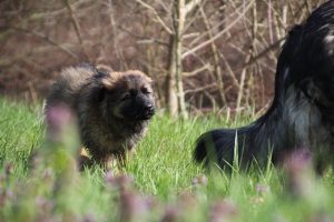 comme-chiens-et-loups 137