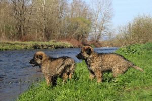 comme-chiens-et-loups 141