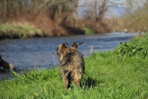 comme-chiens-et-loups 146