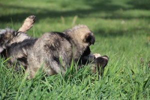 comme-chiens-et-loups 147