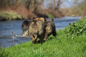 comme-chiens-et-loups 148