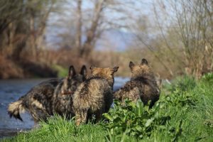 comme-chiens-et-loups 149