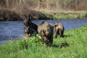 comme-chiens-et-loups 155