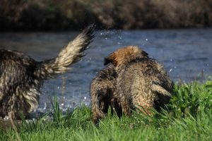 comme-chiens-et-loups 158